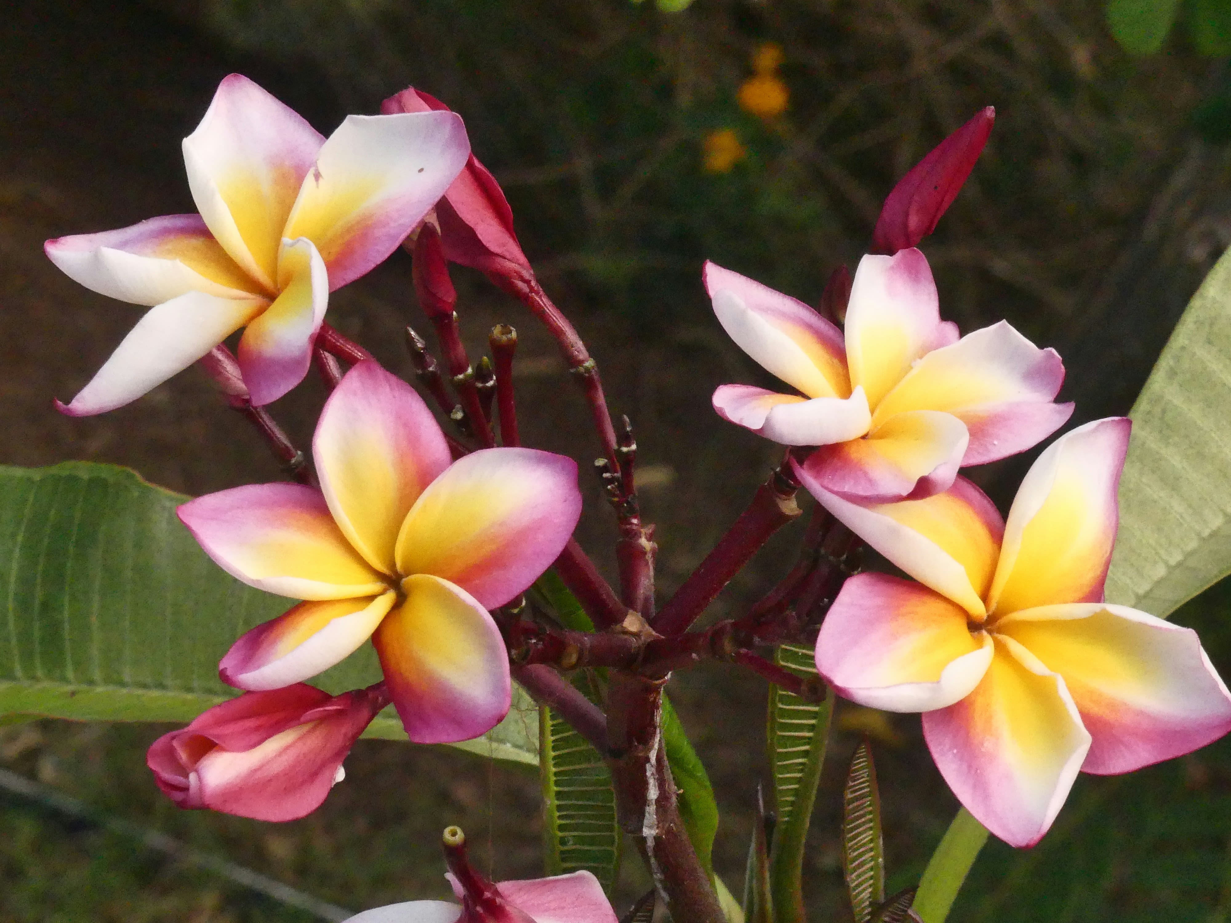 a close up of a frangipani flower