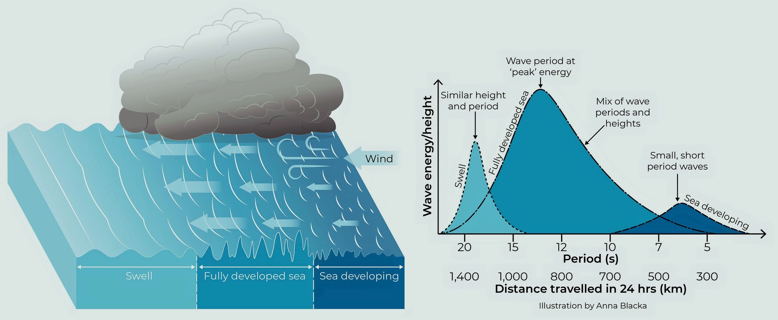 Waves are generated by wind blowing over water with the distribution of energy changing dependent on their stage of evolution.