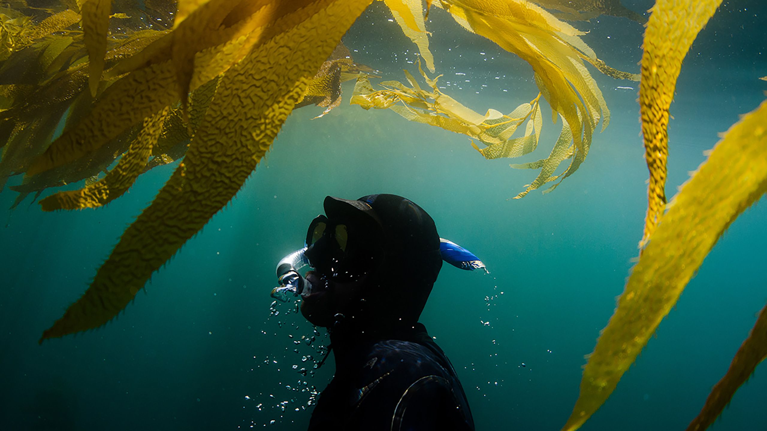 Our kelp forests are invisible to surface dweller but could play an important role in reducing carbon emissions.