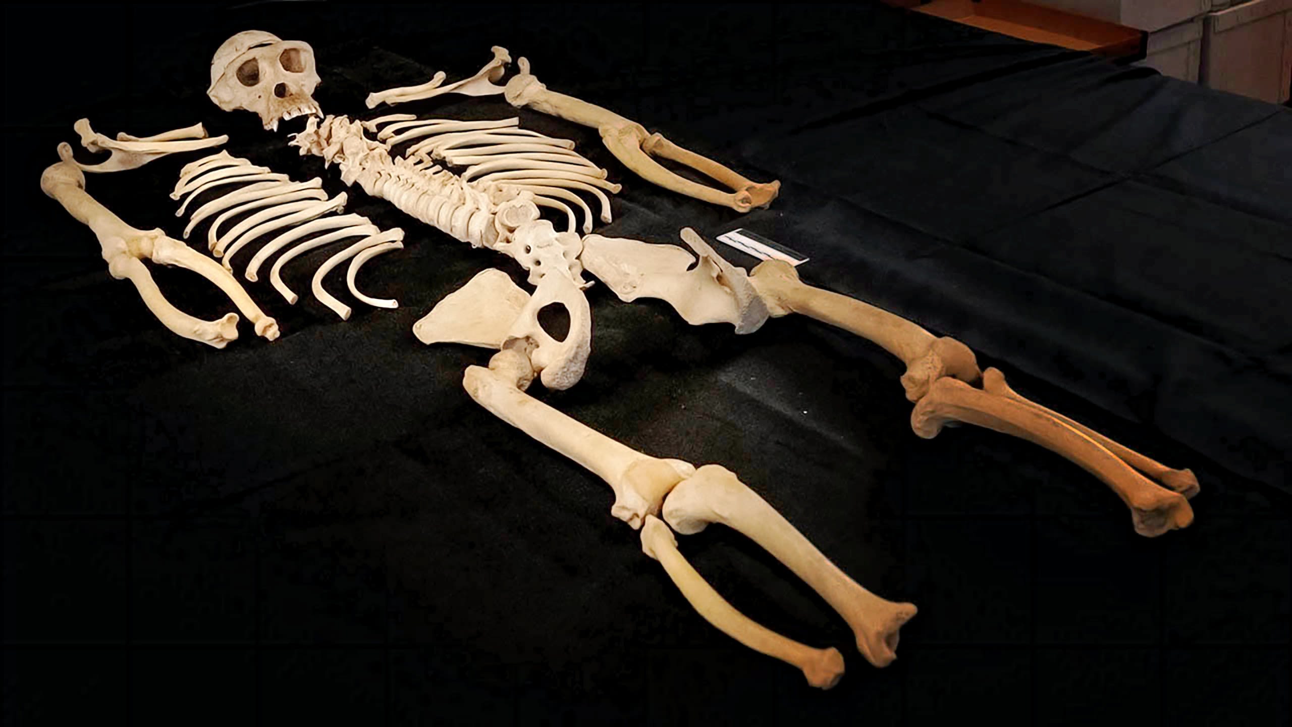 Skeleton of Tschego, one of the chimpanzees pf Tenerife in Museum für Naturkunde Berlin