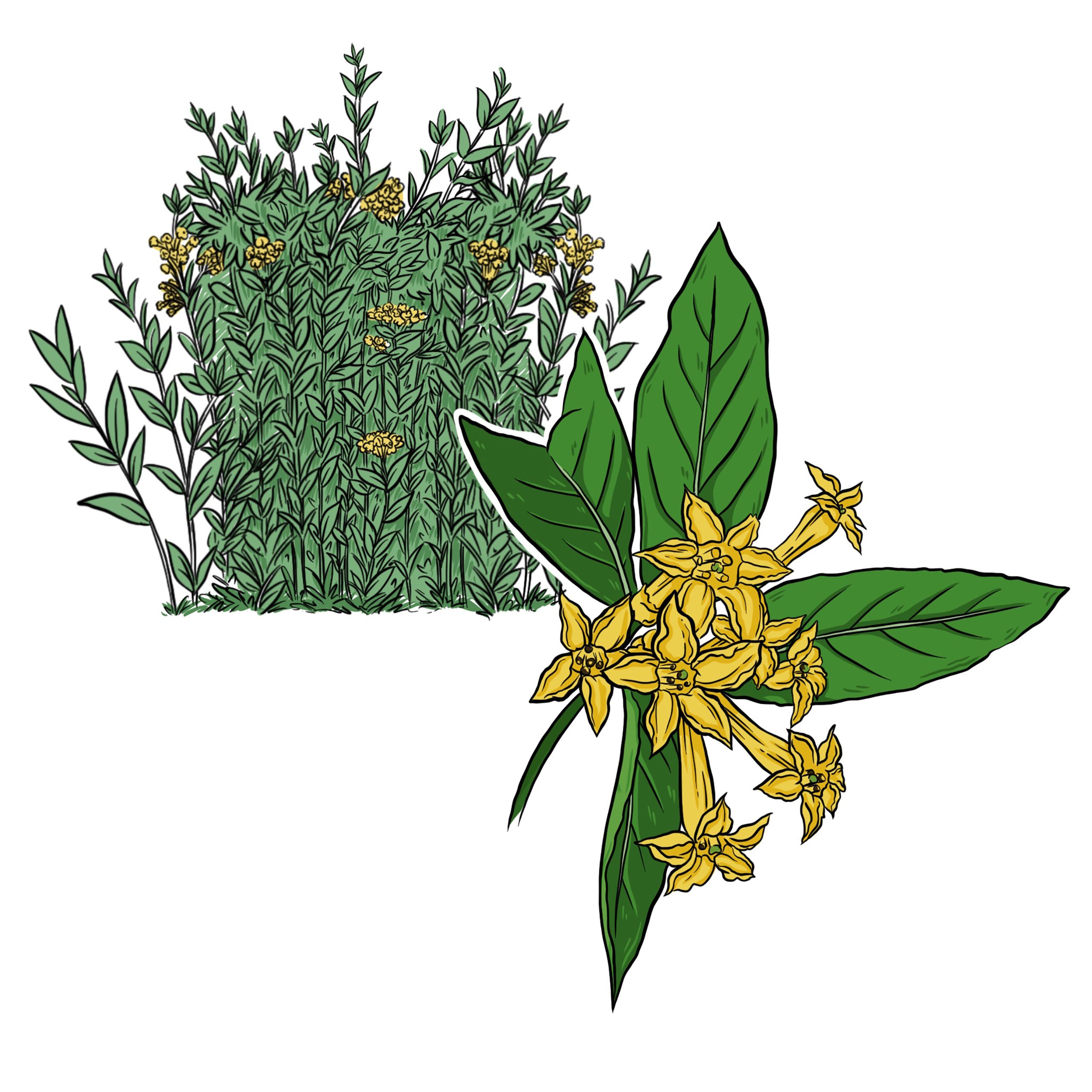 Green Cestrum Cestrum paqui   Artist: Pepper Raccoon