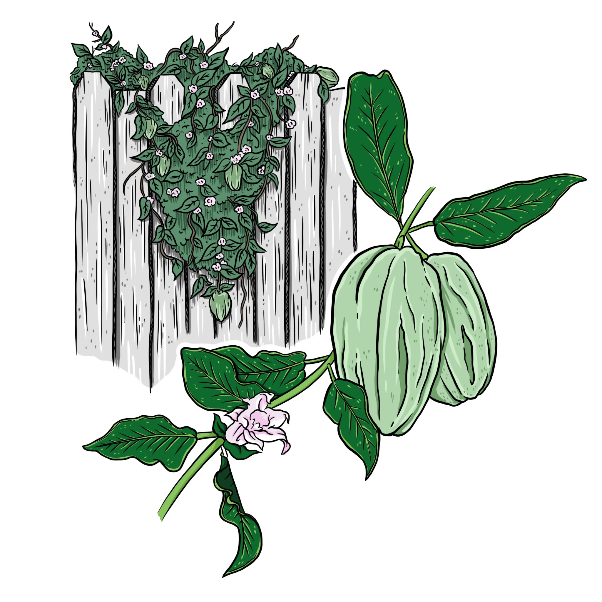 Moth plant Araujia servicifera syn a. hortorum Artist: Pepper Raccoon