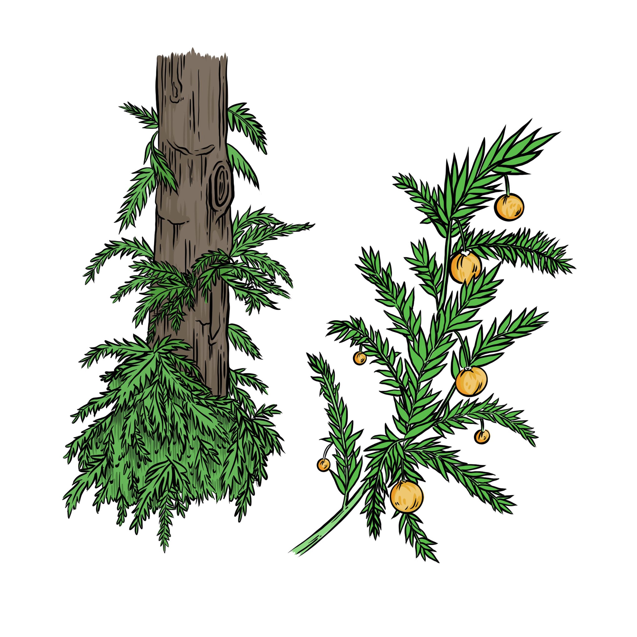 Climbing Asparagus_Asparagus scandens Artist: Pepper Raccoon