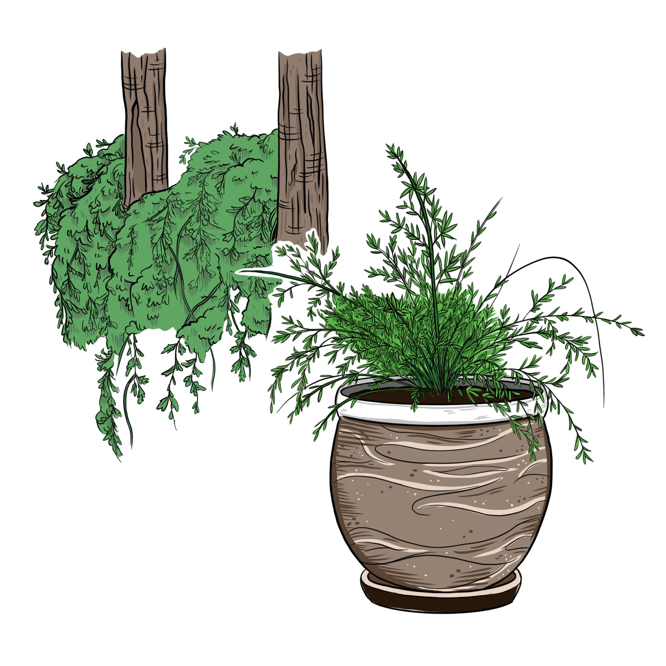 Asparagus fern    Artist: Pepper Raccoon