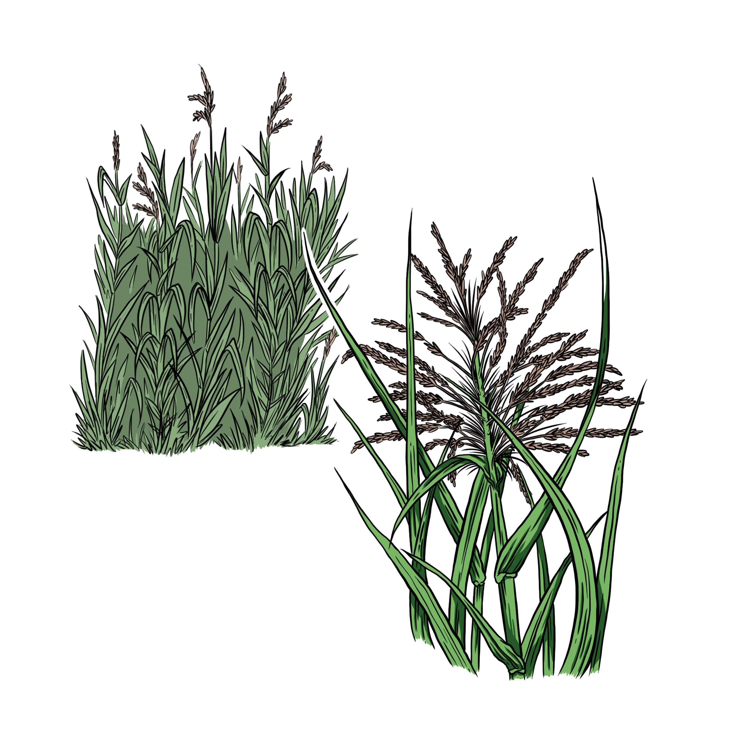 Phragmites karka Artist: Pepper Raccoon