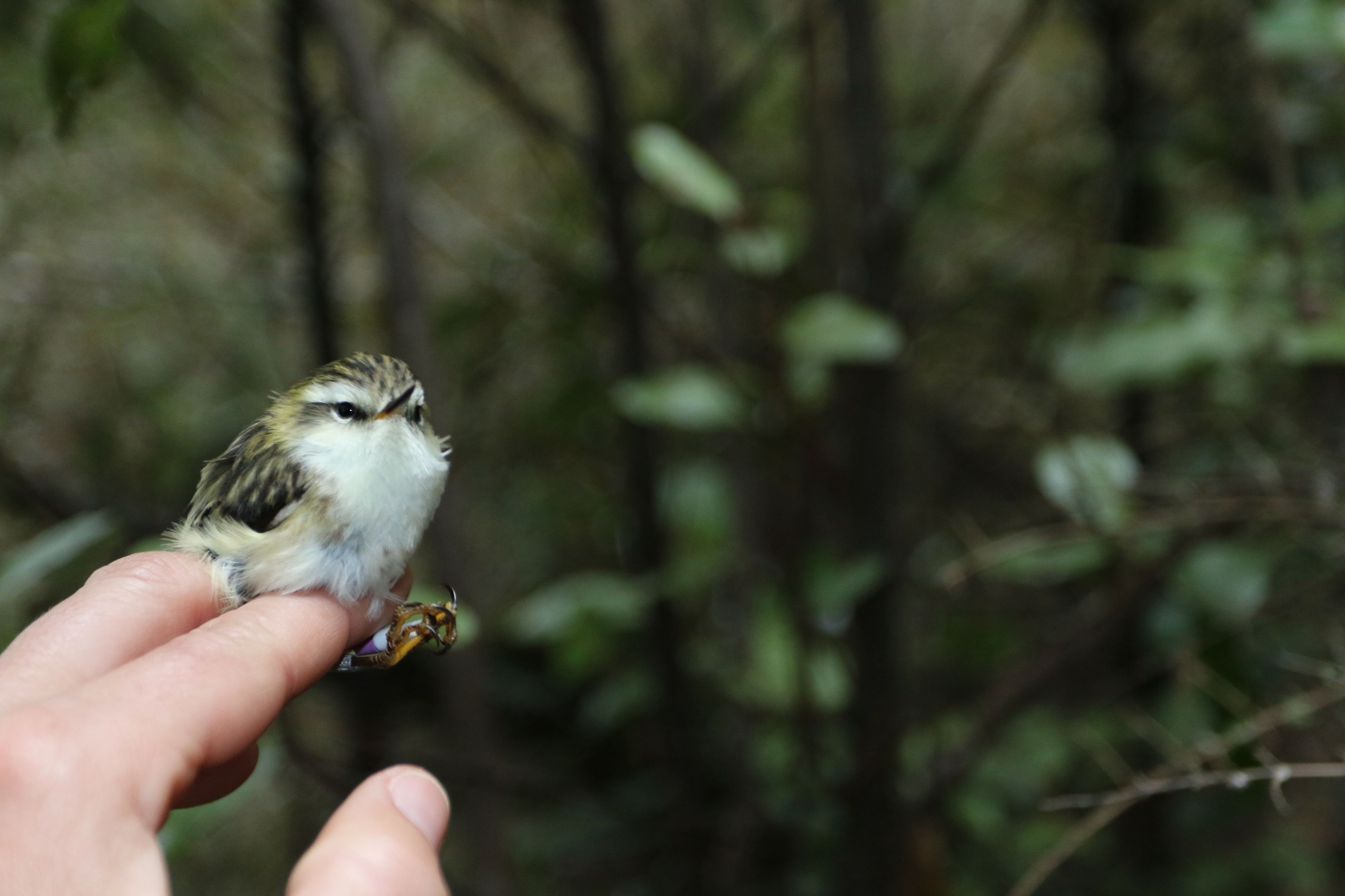New Zealand's tiniest bird: The rifleman or titipounamu and its talents prompt a rethink of avian evolution.   Photo: University of Auckland