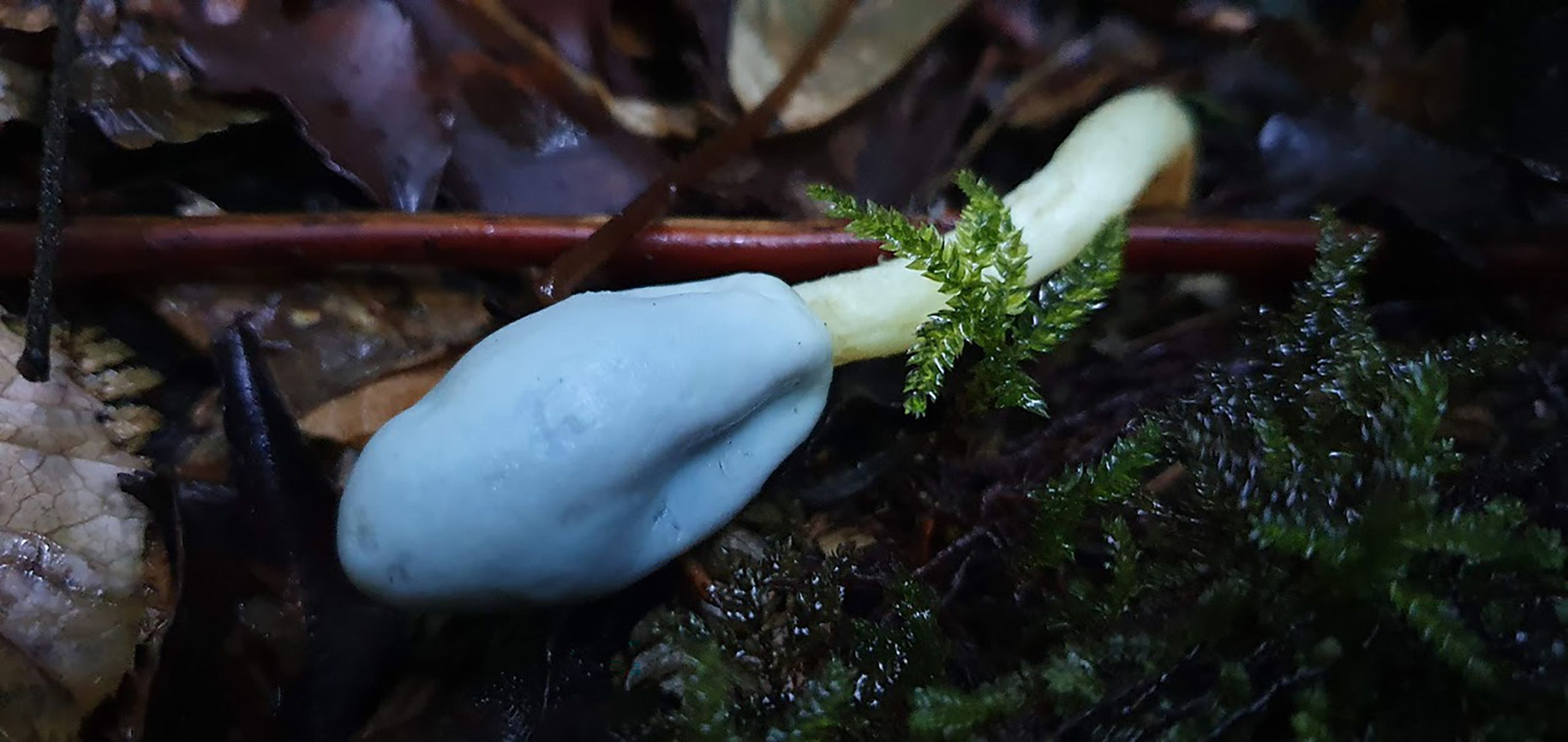 SPINDLE POUCH: The blue Clavogaster virescens is a pouch-like fungus indigenous to New Zealand. PHOTO: Amy Martin